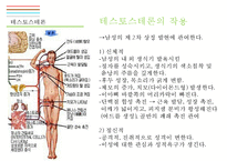 남성생식기, 남성생식, Male Reproduction, 남성생식기구조, 정자형성과정, 남성의성기능, 테스토스테론,-17