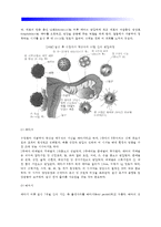 [태내기 발달] 수정 - 태내발달단계, 불임-3