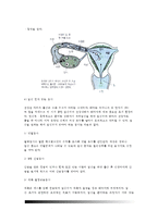 [태내발달] 태내기 발달 - 태내발달단계(태내발달의 과정)-4