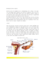 [태내발달단계] 태아의 발달과정(배종기, 배아기, 태아기)-2