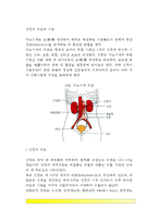 신장의 구조와 기능-2
