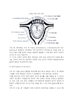 태내발달단계(배종기, 배아기, 태아기)-4