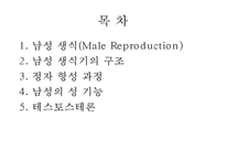 남성생식기, 남성생식, 남성생식기구조, 정자형성과정, 남성의성기능, 테스토스테론, 테스토스테론분비, 테스토스테론작용-2