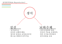 남성생식기, 남성생식, 남성생식기구조, 정자형성과정, 남성의성기능, 테스토스테론, 테스토스테론분비, 테스토스테론작용-3