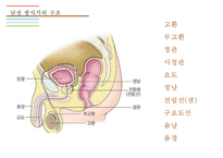 남성생식기, 남성생식, 남성생식기구조, 정자형성과정, 남성의성기능, 테스토스테론, 테스토스테론분비, 테스토스테론작용-4