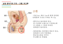 남성생식기, 남성생식, 남성생식기구조, 정자형성과정, 남성의성기능, 테스토스테론, 테스토스테론분비, 테스토스테론작용-5