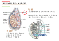 남성생식기, 남성생식, 남성생식기구조, 정자형성과정, 남성의성기능, 테스토스테론, 테스토스테론분비, 테스토스테론작용-6