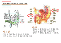 남성생식기, 남성생식, 남성생식기구조, 정자형성과정, 남성의성기능, 테스토스테론, 테스토스테론분비, 테스토스테론작용-7