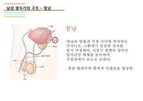남성생식기, 남성생식, 남성생식기구조, 정자형성과정, 남성의성기능, 테스토스테론, 테스토스테론분비, 테스토스테론작용-8