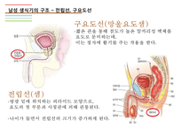 남성생식기, 남성생식, 남성생식기구조, 정자형성과정, 남성의성기능, 테스토스테론, 테스토스테론분비, 테스토스테론작용-9
