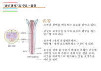 남성생식기, 남성생식, 남성생식기구조, 정자형성과정, 남성의성기능, 테스토스테론, 테스토스테론분비, 테스토스테론작용-11
