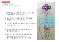 남성생식기, 남성생식, 남성생식기구조, 정자형성과정, 남성의성기능, 테스토스테론, 테스토스테론분비, 테스토스테론작용-12