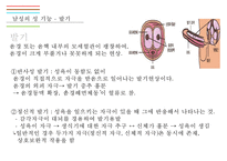 남성생식기, 남성생식, 남성생식기구조, 정자형성과정, 남성의성기능, 테스토스테론, 테스토스테론분비, 테스토스테론작용-13