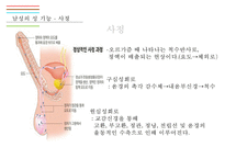 남성생식기, 남성생식, 남성생식기구조, 정자형성과정, 남성의성기능, 테스토스테론, 테스토스테론분비, 테스토스테론작용-14