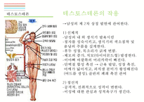 남성생식기, 남성생식, 남성생식기구조, 정자형성과정, 남성의성기능, 테스토스테론, 테스토스테론분비, 테스토스테론작용-17