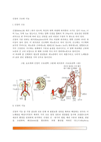신장의 구조와 기능-2