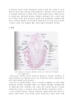 동물 조직학 - 입에서 항문에 이르기까지의 소화기계통을 조직학적으로 정리-3