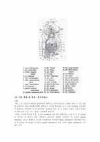 일반생물학 실험 - 생쥐의 해부(Anatomy of Animals)-2
