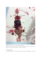 일반생물학 실험 - 생쥐의 해부(Anatomy of Animals)-7