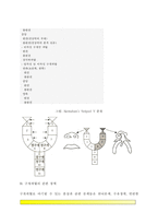 [구개파열] 구개파열의 발생, 구개파열의 분류(종류), 구개파열 관련장애, 구개파열자(구개파열 환자)의 언어특성-3