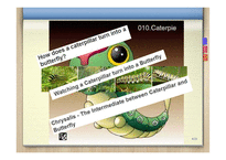 About the caterpillar company-4