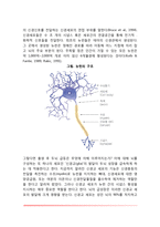 [영아기의 발달적 변화] 영아기 수면변화, 두뇌발달, 뇌의 발달과 분화-3