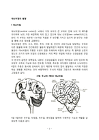 대뇌피질의 발달-2