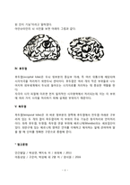 대뇌피질의 발달-4