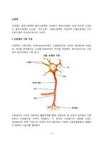 신경계의 구조와 기능(중추신경계, 말초신경계)-2