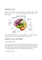 신경계의 구조와 기능(중추신경계, 말초신경계)-3