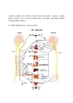 신경계의 구조와 기능(중추신경계, 말초신경계)-4