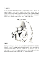 태내발달단계 레포트-1