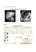 태내발달단계 레포트-3
