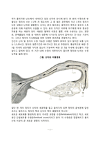 태내기 발달(생명의 시작, 태내발달단계-4