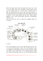 태내기 발달(태내발달단계, 성의 결정과 쌍생아)-7