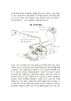 신경계의 구조와 기능(중추신경계, 말초신경계, 뇌분비계)-2