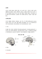 [신경계의 구조와 기능] 중추신경계와 말초신경계-2