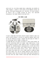 [신경계의 구조와 기능] 중추신경계와 말초신경계-5