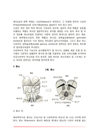 [신경계의 구조와 기능] 중추신경계와 말초신경계-9