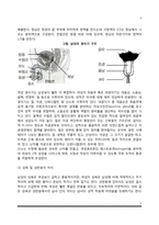 [성차] 성의 개념, 남성과 여성의 차이-4