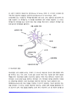 [영아기 신체발달] 영아기 신장과 체중의 발달, 골격과 근육의 발달, 치아발달, 두뇌와 신경계 발달, 생리기능발달, 운동발달-7