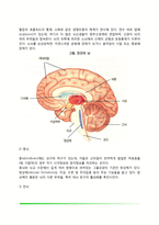 신경계의 구조와 기능(말초신경계, 중추신경계, 대뇌피질, 좌우반구의 기능, 뇌의 화학전달물질)-5