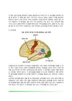 신경계의 구조와 기능(말초신경계, 중추신경계, 대뇌피질, 좌우반구의 기능, 뇌의 화학전달물질)-11