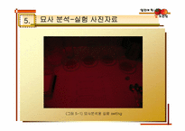 [실험조리신제품개발] 신개념 떠먹는 홍시-8