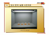 [실험조리신제품개발] 신개념 떠먹는 홍시-10