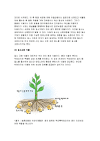 식용작물학2C형 2018년)콩 재배시 질소비료를 적게 주어도 충분한 생육이 가능한 이유와 질소고정에 대하여 설명하시오 농학과 식용작물학2C형 중간과제물 레포트 콩 재배시 질소비료 질소고정-6