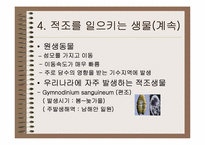 [적조]적조에 대한 이해와 대책-6