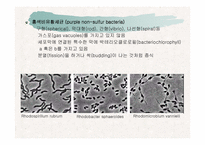 [파워포인트]토양생물군의 구성성분-9