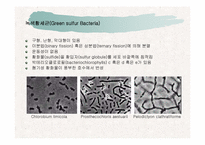 [파워포인트]토양생물군의 구성성분-10