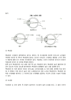 노년기 감각기능의 변화(노인의 감각기관 변화)-3